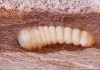 tesařík skladištní (Brouci), Phymatodes testaceus (Linnaeus, 1758), Callidiini, Cerambycidae (Coleoptera)